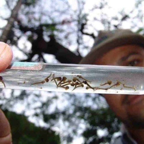 Dengue (Foto: arquivo Midiamax)