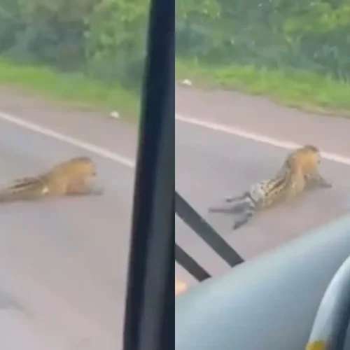Animal não resistiu aos ferimentos do atropelamento. (Fotos: Reprodução das Redes Sociais)