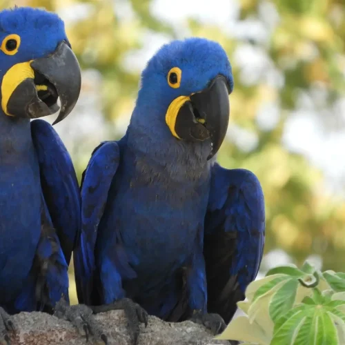 Araras-azuis. (Foto: Divulgação, Instituto Arara Azul)