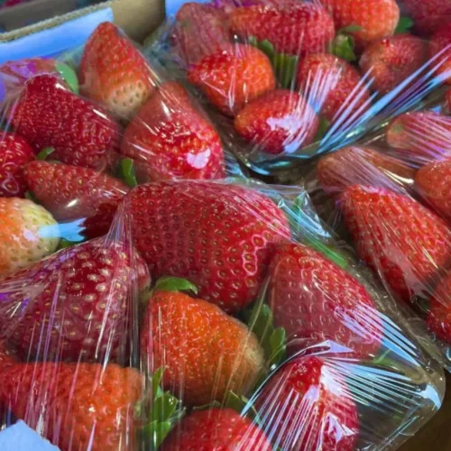 Caixa de morango chega a custar R$ 38 nas centrais de distribuição. (Foto: Divulgação Ceasa-MS)