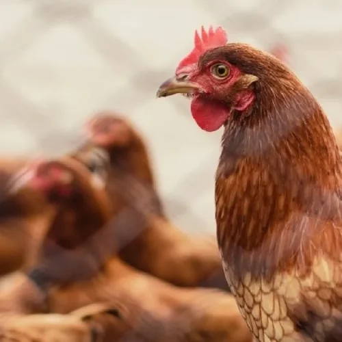 Casos em aves de criação doméstica e também aves silvestres são mais frequentes. (Foto: Divulgação)