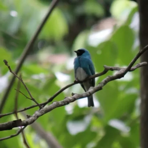 Ave migratória andorinha (Tersina viridis), identificada pelos irmãos Caíque e Cauê Possas. (Foto: Divulgação/PMCG)