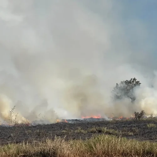 Incêndio em vegetação. (Mateus Andrade, Jornal Midiamax)