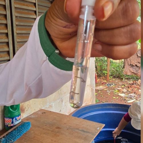 Larvas do mosquito Aedes aegypti. (Divulgação, Prefeitura de Dourados)