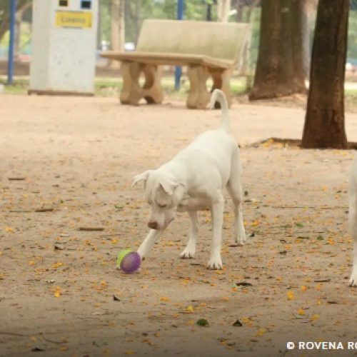 Brasil tem cerca de 30 milhões de animais domésticos abandonados