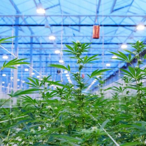 Produção da cannabis medicinal no Brasil (Foto: Arquivo)