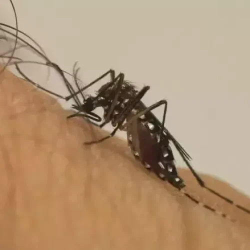 Mosquito transmissor da dengue, imagem ilustrativa (Foto: Arquivo Midiamax)
