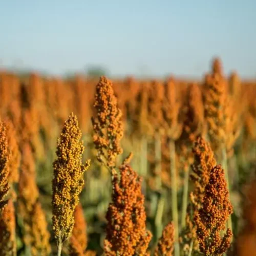 Plantações de sorgo mudam a paisagem pelas lavouras de Mato Grosso do Sul. (Reprodução)
