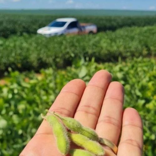 Mato Grosso do Sul exporta 7,6 milhões de toneladas de soja e atinge recorde histórico